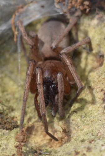 Drassodes sp.